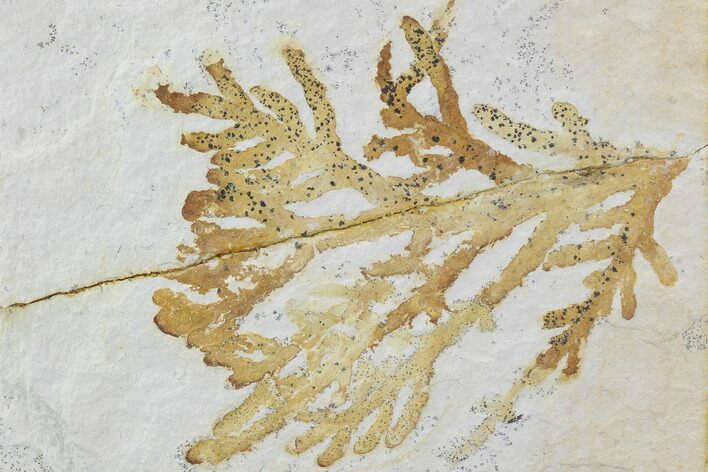 Fossil Plant (Brachyphyllum) - Solnhofen Limestone, Germany #97465